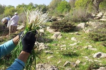 جهش تولید با مشارکت تولیدکنندگان خراسان شمالی